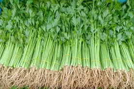6月，芹菜要抓紧吃，全身是宝！比韭菜鲜，比白菜嫩，蒸包子特香图片