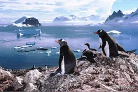 勇敢的小企鹅 第一次交朋友 Baby penguin Tries to Make Friends图片