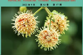 山鸡椒的化学成分、药理活性及临床应用研究进展图片