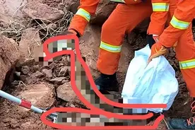 吓人！福建一工地挖出35斤巨蟒，冬蛇出洞是灾难前兆？究竟有多险图片