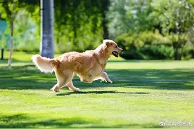 隔离人员的宠物犬有传染风险吗图片