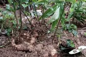 农村墙角下，有1种“黄精”珍贵，块茎重量200克，比生姜值钱图片