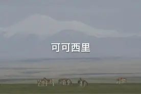 可可西里——“美丽的少女”图片