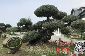 郧阳区千年油橄榄首次开花结果，鄂西北首例图片