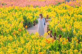 这样人少景美的「花海公园」，在深圳不多见了图片