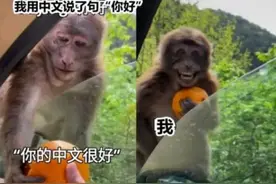 学中文有多难？老外无奈用梗图吐槽，学生：“似曾相识燕归来”图片