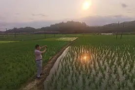 我有一个梦 禾下乘凉梦——访中国新农人卢水荣图片