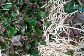 鱼腥草又名折耳根，有的人闻到就反胃，为什么还有人喜欢吃？图片