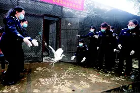 被精心照料后，它们“回家”了图片