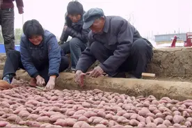 红薯喜三肥，栽培有两巧，指的是哪三种肥？哪两个技巧？图片