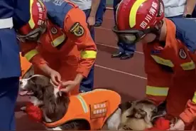 【看哭！退役搜救犬扒着训导员求抱抱】图片