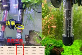 加热棒瓦数怎么选？加热棒放在鱼缸什么位置？（1）图片