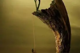 人生最大的悲哀：贪得无厌图片
