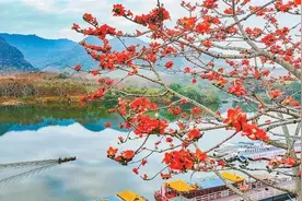 打卡春色，海南这抹木棉红又上新！图片