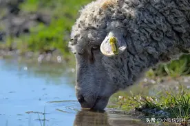 羊流口水是什么问题？羊流口水是什么病该怎么治？赶快收藏学习！图片