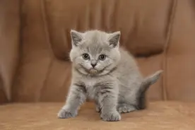 小猫何时开始拉屎？图片