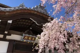 回味京都樱花季，和东京不一样，染井吉野并非首选图片