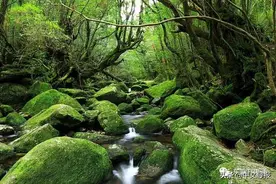 2022日本“最舒适旅游地”获奖排行出炉，屋久岛三年连霸图片