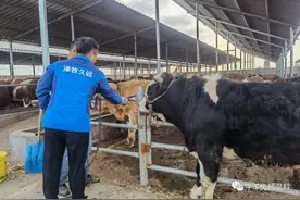 养牛冬季一定要注意预防这种疾病，治疗不及时会导致死亡图片