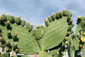 仙人掌能结果子，它就是米邦塔，果子像火龙果，云南很常见图片