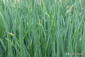 秋季种植小葱和大蒜，使用什么肥料才能长得壮？这些可以准备图片