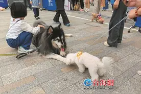 厦门萌宠游园运动会“汪星人”嗨翻天图片