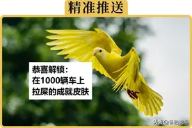 鸟为什么喜欢在白车上拉黑屎，黑车上拉白屎？图片