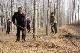 山西农民种树，竟“种”出6瓶茅台，品相不好却卖出天价，何故图片