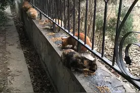 那么多流浪猫，都是从哪里来的？遗弃是主要原因图片