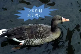 摸鱼，是为了更好地工作——科学家说的图片