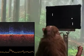 马斯克 Neuralink 脑机接口公司被控虐猴：猴子经历了极端痛苦图片