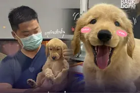 中国男子小金毛爱犬走失后，意外成为泰国警局“团宠”…图片