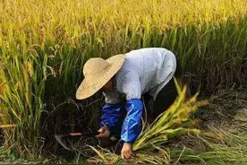 割禾、打谷、装谷、晒谷、风谷，儿时的故事已成了回忆图片