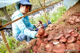 北京平谷赤松茸迎来最鲜美季节图片