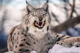 世界上10种极度凶残的猫，猞猁竟屈居第二，黑足猫能干掉长颈鹿？图片