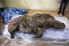 北极“高烧”不断，史前生物遗骸陆续现身，冰层下的病菌或会苏醒图片
