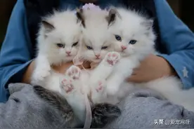 猫咪品种（常见品种大全）图片