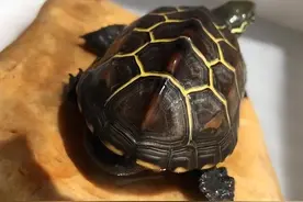 没想到在此之前，你的养龟认知都是错的图片