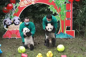 国宝叫什么 你说了算！重庆半岁龙凤胎熊猫宝宝正在征名图片