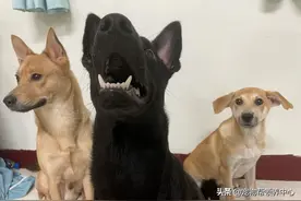 两只狗狗犯错，弟弟缩在哥哥怀里，网笑：哥哥也救不了你啊图片