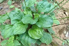 路边常见的“车轮草”，原来也有大作用，在过去帮助过很多人图片