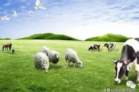 牛、羊细菌性传染病的诊治：大肠杆菌病图片