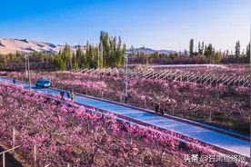 敦煌：春风十里 百花齐放图片