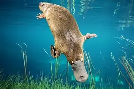 生物界的老前辈——鸭嘴兽图片