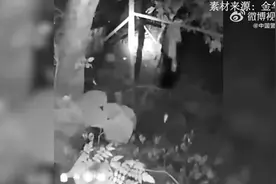 根本劝不住！醉酒男和狗单挑民警苦苦相劝图片