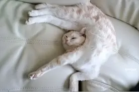 猫咪的16种行为分析，看看你家有哪几个图片