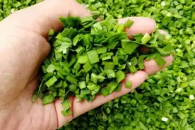 得痛风后，能吃菠菜和韭菜吗？夏季饮食，注意不要吃错了图片
