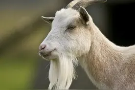 生物链逐渐失衡图片