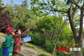 小小白蛾哪里跑？110余套“捕蛾神器”显神通图片