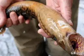 味道鲜美的史前吸血僵尸鱼，如果是你，你敢吃吗？图片